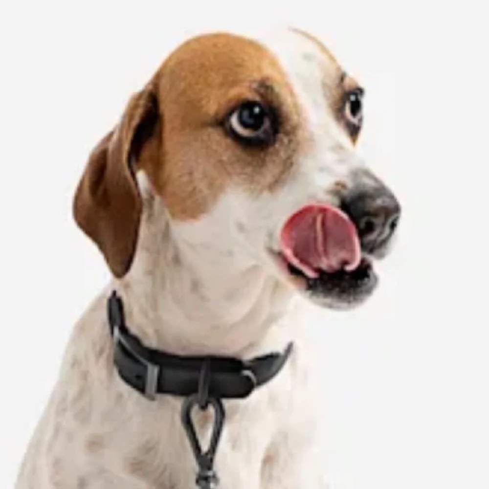 NWT Wild One Dog Collar S